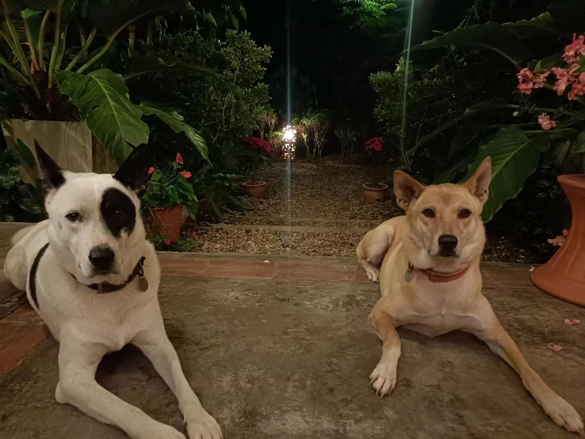 Villa Albizia, Chiang Mai Doi Saket Εξωτερικό φωτογραφία